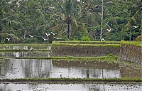 Bali_036_ji.jpg