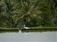 Bali_040_ji.jpg