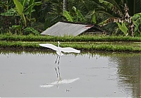 Bali_043_ji.jpg