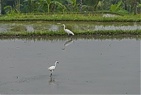 Bali_044_ji.jpg