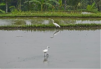 Dateiname=Bali_045_ji.jpg
Dateigröße=550KB
Abmessungen: 1800x1238
hinzugefügt am: 12. März 2021 Bali_045_ji.jpg