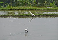 Bali_045_ji.jpg