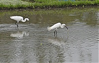 Dateiname=Bali_053_ji.jpg
Dateigröße=861KB
Abmessungen: 1800x1156
hinzugefügt am: 12. März 2021 Bali_053_ji.jpg