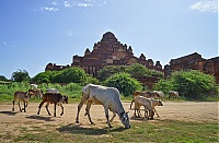 Dateiname=1115_Burma_Bagan_ji.jpg
Dateigröße=664KB
Abmessungen: 1800x1183
hinzugefügt am: 04. April 2021 1115_Burma_Bagan_ji.jpg
