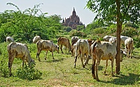 1118_Burma_Bagan_ji.jpg