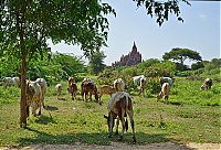 1119_Burma_Bagan_ji.jpg