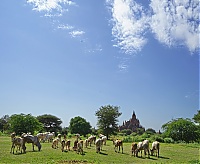 1124_Burma_Bagan_ji.jpg