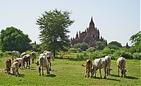 Dateiname=1125_Burma_Bagan_ji.jpg
Dateigröße=765KB
Abmessungen: 1800x1106
hinzugefügt am: 04. April 2021 1125_Burma_Bagan_ji.jpg