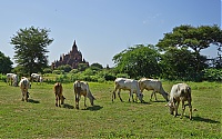 1127_Burma_Bagan_ji.jpg