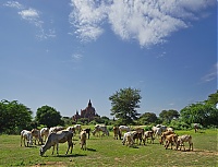 1128_Burma_Bagan_ji.jpg