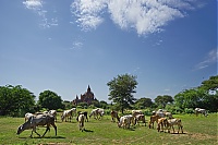 1129_Burma_Bagan_ji.jpg