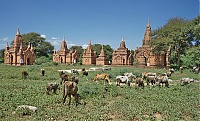 Dateiname=1181_Burma_Bagan_ji.jpg
Dateigröße=827KB
Abmessungen: 1800x1097
hinzugefügt am: 04. April 2021 1181_Burma_Bagan_ji.jpg