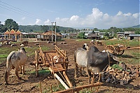 147_Burma_Inle_Lake_ji.jpg