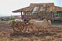 Dateiname=154_Burma_Inle_Lake_ji.jpg
Dateigröße=798KB
Abmessungen: 1798x1200
hinzugefügt am: 04. April 2021 154_Burma_Inle_Lake_ji.jpg
