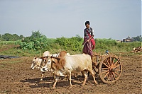 160_Burma_Inle_Lake_ji.jpg