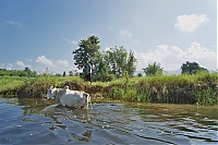 374_Burma_Inle_Lake_ji.jpg