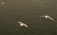 Dateiname=Norwegen_072_ji.jpg
Dateigröße=807KB
Abmessungen: 1800x1123
hinzugefügt am: 15. Januar 2020 Norwegen_072_ji.jpg