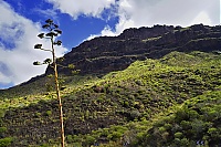 Gran_Canaria_067_ji.jpg