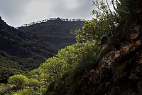 Gran_Canaria_068_ji.jpg