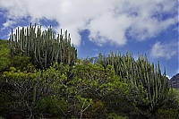 Gran_Canaria_079_ji.jpg