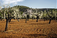 2016_Mallorca_021_ji.jpg