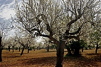 2016_Mallorca_027_ji.jpg