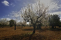 2016_Mallorca_032_ji.jpg