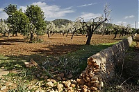 2016_Mallorca_034_ji.jpg