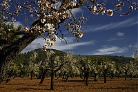 2016_Mallorca_038_ji.jpg