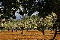 Dateiname=2016_Mallorca_039_ji.jpg
Dateigröße=1345KB
Abmessungen: 1600x1068
hinzugefügt am: 25. Januar 2020 2016_Mallorca_039_ji.jpg