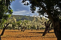 2016_Mallorca_040_ji.jpg