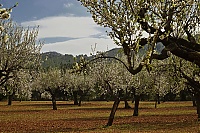 2016_Mallorca_051_ji.jpg