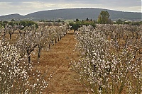 2016_Mallorca_072_ji.jpg