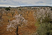 2016_Mallorca_076_ji.jpg