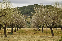 2016_Mallorca_082_ji.jpg