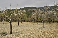 2016_Mallorca_086_ji.jpg