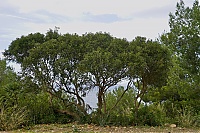 2016_Mallorca_159_ji.jpg