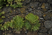 El_Hierro_040_ji.jpg