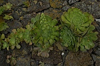 El_Hierro_041_ji.jpg