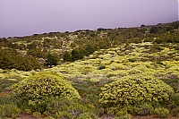 El_Hierro_158_ji.jpg