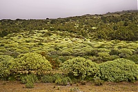 El_Hierro_166_ji.jpg