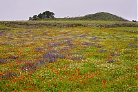 El_Hierro_204_ji.jpg