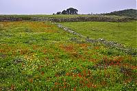 El_Hierro_206_ji.jpg