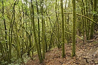 Dateiname=La_Gomera_195_ji.jpg
Dateigröße=976KB
Abmessungen: 1600x1068
hinzugefügt am: 25. Januar 2020 La_Gomera_195_ji.jpg