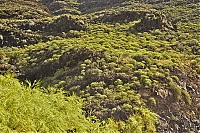 La_Gomera_230_ji.jpg