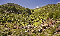 La_Gomera_357_ji.jpg