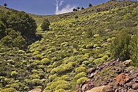 La_Gomera_358_ji.jpg