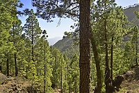 Dateiname=2016_03_La_Palma_076_ji.jpg
Dateigröße=992KB
Abmessungen: 1600x1068
hinzugefügt am: 25. Januar 2020 2016_03_La_Palma_076_ji.jpg