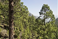 Dateiname=2016_03_La_Palma_077_ji.jpg
Dateigröße=966KB
Abmessungen: 1600x1068
hinzugefügt am: 25. Januar 2020 2016_03_La_Palma_077_ji.jpg
