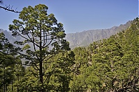 2016_03_La_Palma_095_ji.jpg